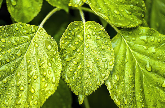 梅雨の時期にはエッセンシャルオイルを使って空間を浄化するのがベスト！